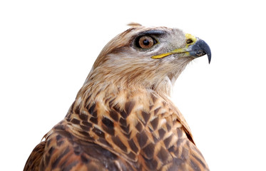 beautiful mountain eagle on white