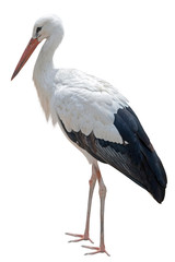 the Beautiful white stork on white © AVD