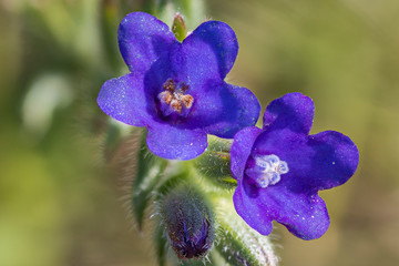 coppia di piccoli fiori viola