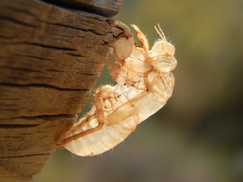 Insect Exoskeleton In A Wooden Log. A Macro View On The Exuviae Of A Cicada