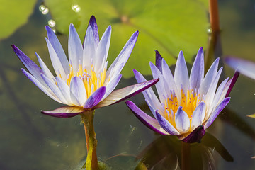 esemplari di ninfea stellata