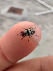 fly on human finger