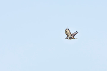 Common Buzzard-Buse variable ( Buteo buteo), Auvergne, France.