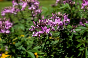 Purple flowers in the garden