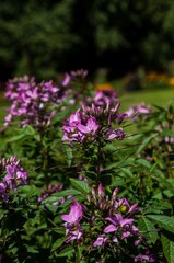 Pink flowers in the garden