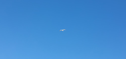 white seagull flying on blue sky