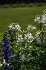 Obraz premium Wild flowers in the garden