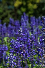 Lavender flowers in the garden closeup