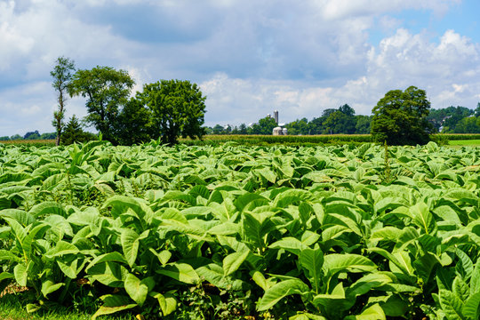 Lancasster County Tobacco Fields