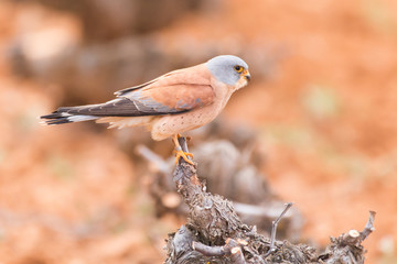 Ringed male lesser kestrel (Falco naumanni) perched on a stump in central Spain. Brown bird hunting in a vineyard