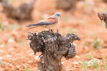 Male lesser kestrel (Falco naumanni) perched on a stump in central Spain. Brown bird hunting in a vineyard