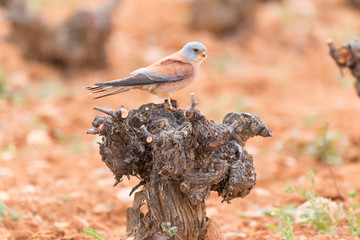 Male lesser kestrel (Falco naumanni) perched on a stump in central Spain. Brown bird hunting in a...