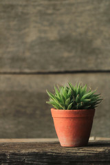 green plant in brown pot with old wooden background