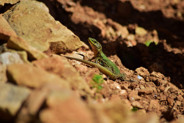 Green male Maltese Wall Lizard, Podarcis filfolensis maltensis, guarding its nest.