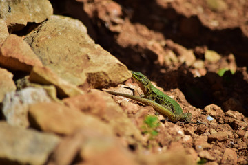 Green male Maltese Wall Lizard, Podarcis filfolensis maltensis, guarding its nest.