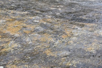 Trace of ichnites of Theropod. Icnite site (dinosaur footprints) La Virgen del Campo, Enciso.