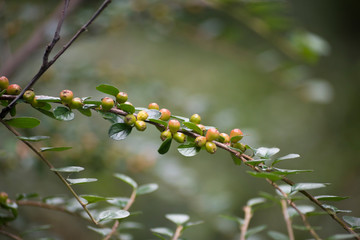 Obraz premium Irga - krzew o małych listkach i kolorowych owocach
