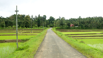 Fototapeta na wymiar A village road through newly planted paddy field