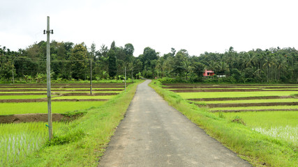 A village road through newly planted paddy field
