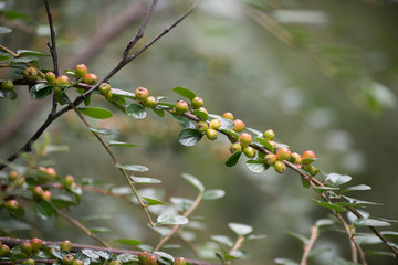 Obraz premium Irga - krzew o małych listkach i kolorowych owocach