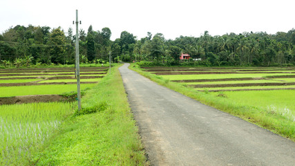 Fototapeta na wymiar A village road through newly planted paddy field