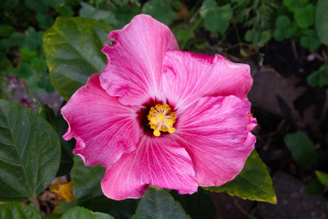 Vibrant pink and yellow tropical hibiscus 