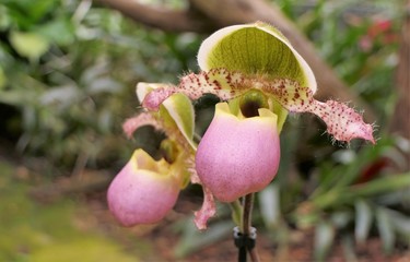 Close-up of a beautiful lady's slipper orchid, Cypripedium 