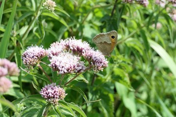 A meadow brown butterfly sitting on pink milkweed