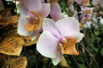 Close-up of a pnk, white orchid flower with a yellow lip