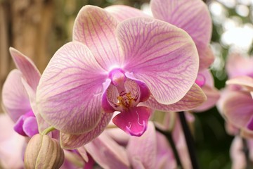 Close-up of a beautiful pink striped orchid flower
