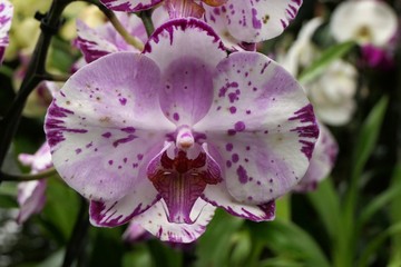 Close-up of a beautiful purple and white orchid flower