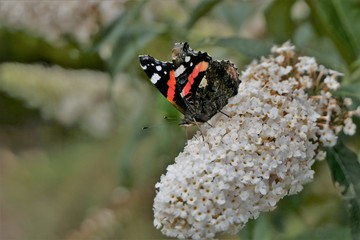 Red admiral butterfly on a white butterfly-bush