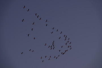 Fenicotteri in cielo