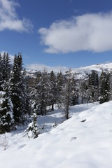 Sunshine Meadows in winter - Banff - Canada