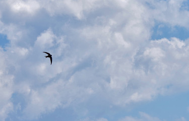 Common House Martin bird flying in a cloudy sky