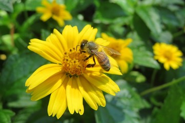 Bee on yellow sphagneticola flower in Florida nature, closeup
