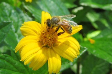Bee on yellow flower in Florida nature, closeup