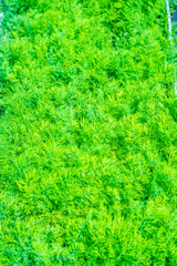 Fresh Green Dill Growing On Bed