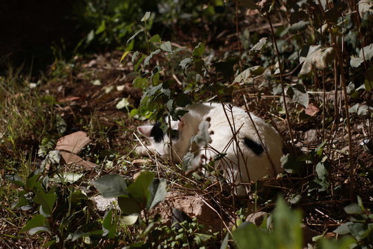 Gato blanco durmiendo en matorrales