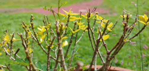 Fototapeta premium FRESH YOUNG YELLOW LEAVES ON THE BRANCH OF A PLANT, IN EARLY SPRING PARTIALLY FOCUSED