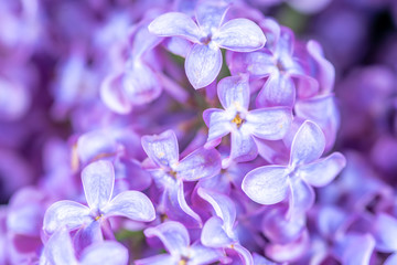 Obraz na płótnie Canvas Bunch of violet lilc flower close-up