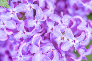 Fototapeta na wymiar Bunch of violet lilc flower close-up
