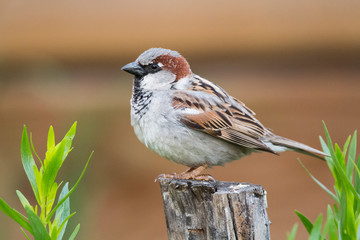 Male house sparrow (Passer domesticus) over wooden log in a house garden