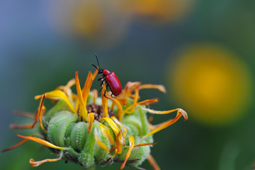 The scarlet lily beetle, red lily beetle, or lily leaf beetle Lilioceris lilii , is insect eats the leaves, stem, buds, and flower, of lilies, fritillaries and other of the family Liliaceae.