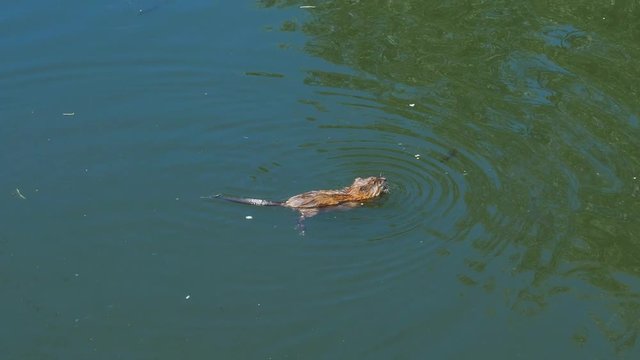 nutria swimming in smal river and searches for a bread