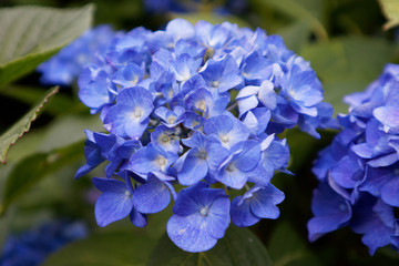 blue hydrangea macrophylla flowers