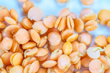 Sprouted yellow lentils in grains close-up macro