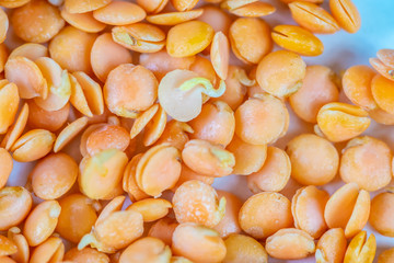 Sprouted yellow lentils in grains close-up macro