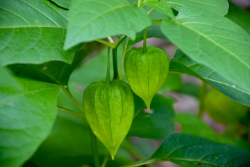 Two green Physalis alkekengi (Chinese lantern, Japanese-lantern, strawberry ground cherry or winter cherry) in the garden