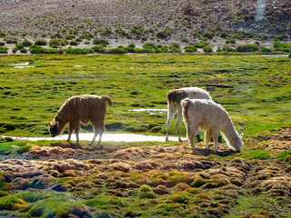 Naklejka premium Alpaca heard feeding in the Atacama region